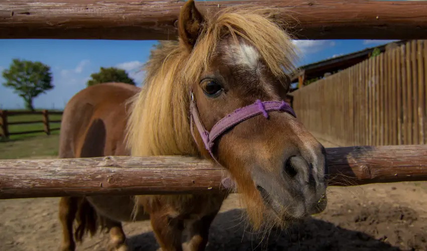 Csodaszarvas T�jpark R�bah�dv�g