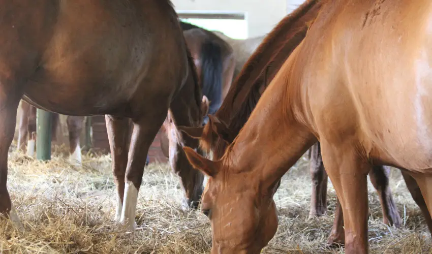 Vadkert Major S�rv�r